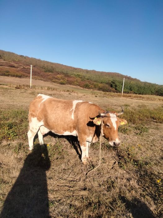 Vaca 600 kg.- Negociabil