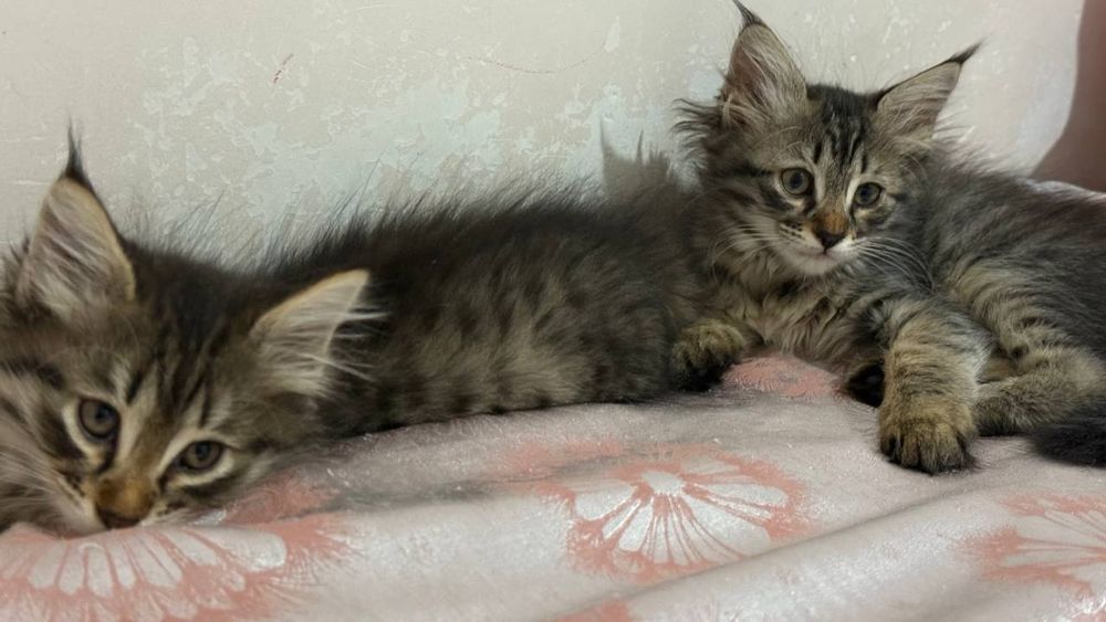 Котята брат и сестра пушистики