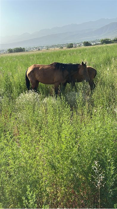 Вынужденный забой