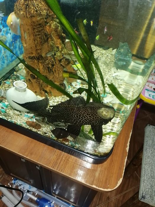 Продается парчовый сом