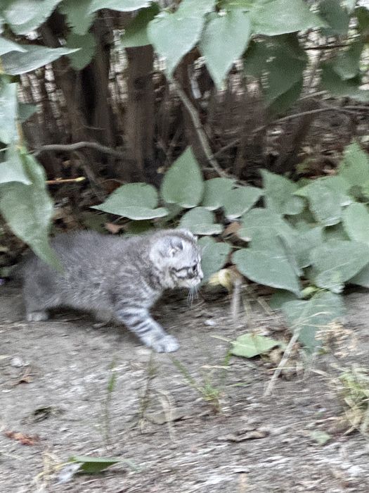 продам котенка шотландски
