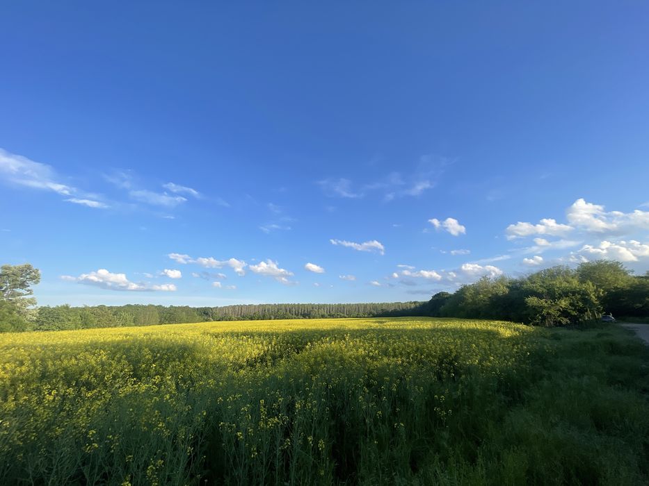 Teren intravilan langa padurea snagov 7500mp