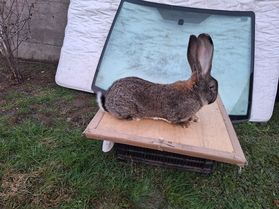 Urias German linie Cornel Toma