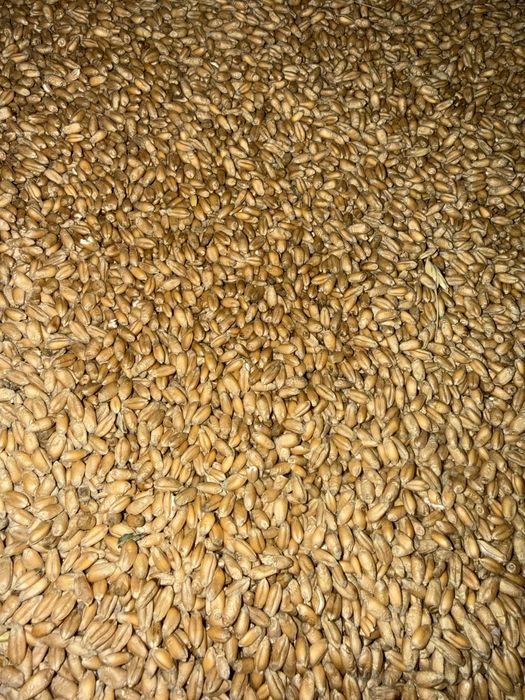 Cereale cultura 2025