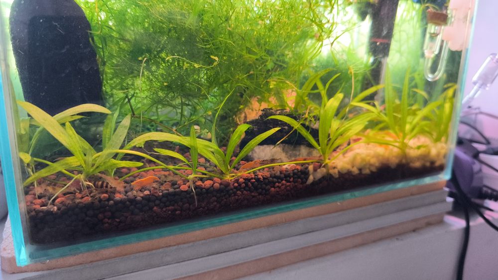 Creveți - Plante Acvariu - Melci asasini