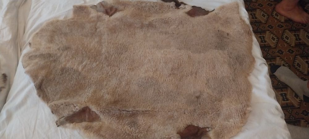 Агнешки кожи  за кожуси и чхли