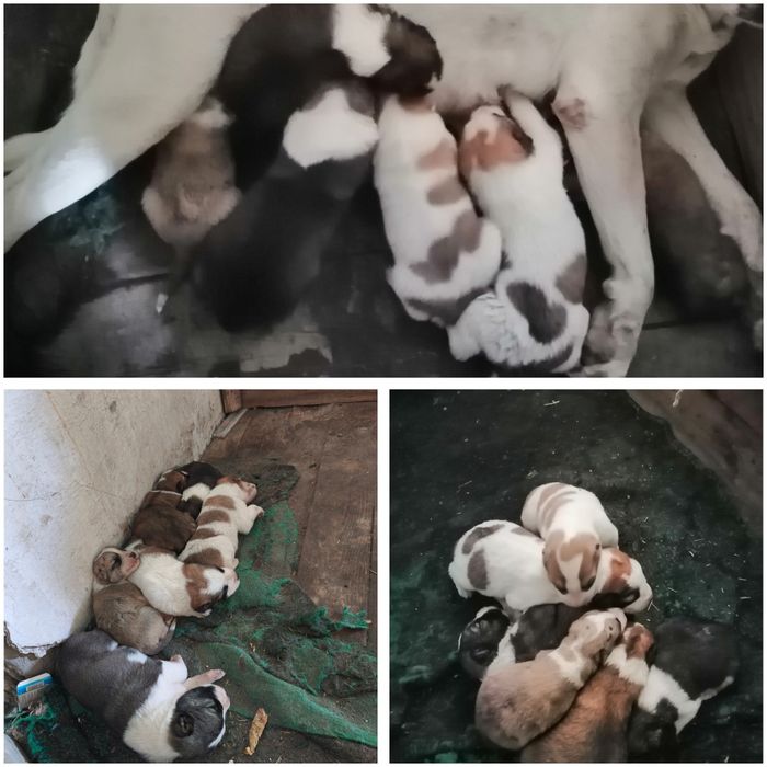 Алабай кучиклар сотилади. Тоза кон 3 ойлик