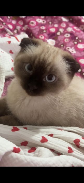 Продаются котята Scottish Fold
