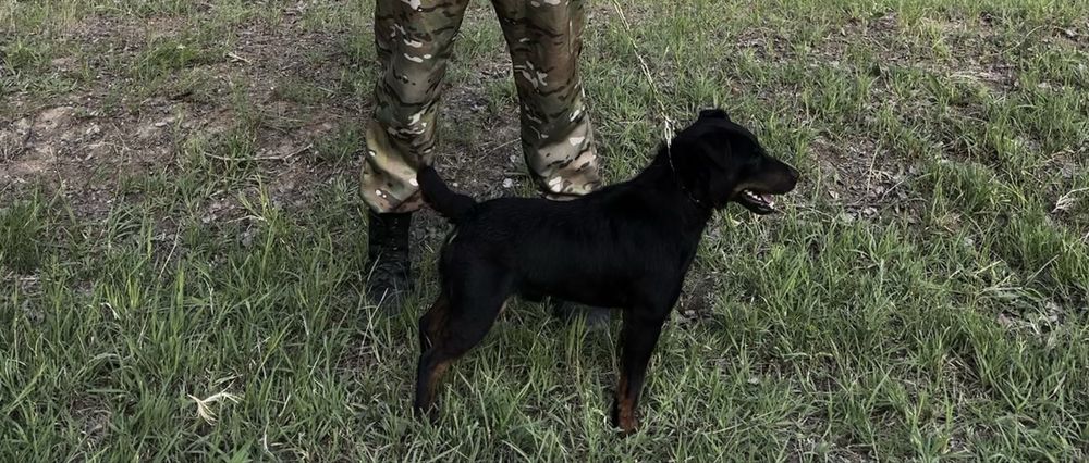 Ягдтерьер , только ВЯЗКА!!!