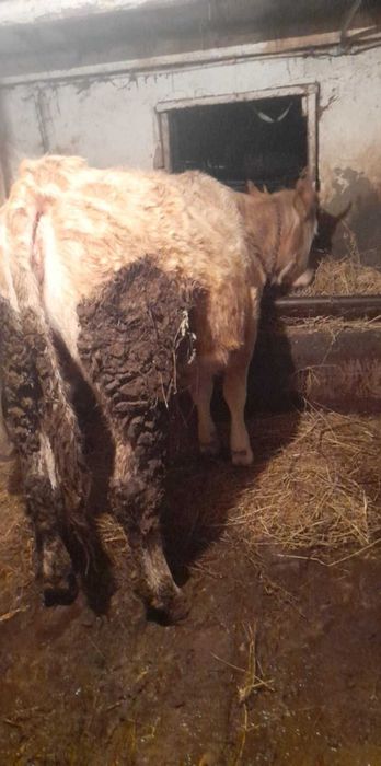 Vand juninca gestanta