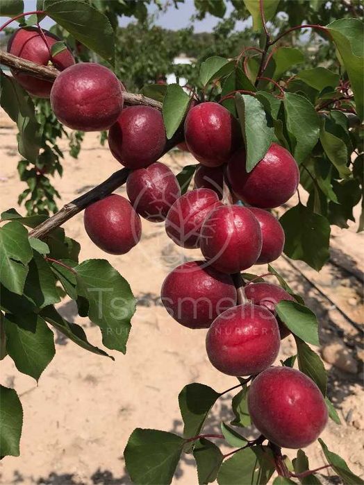 Гилос, Шафтоли, Ўрик, Нок