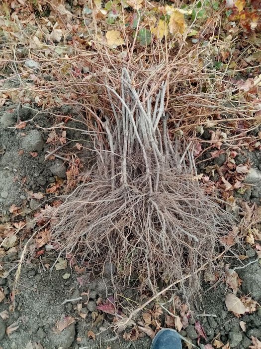 Uzum koʻchatlari sotiladi