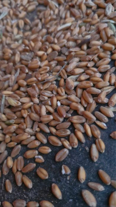 Пшеница в мешках