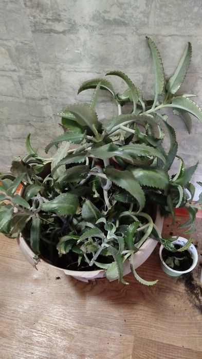 Отдам большие отростки каланхоэ лечебные