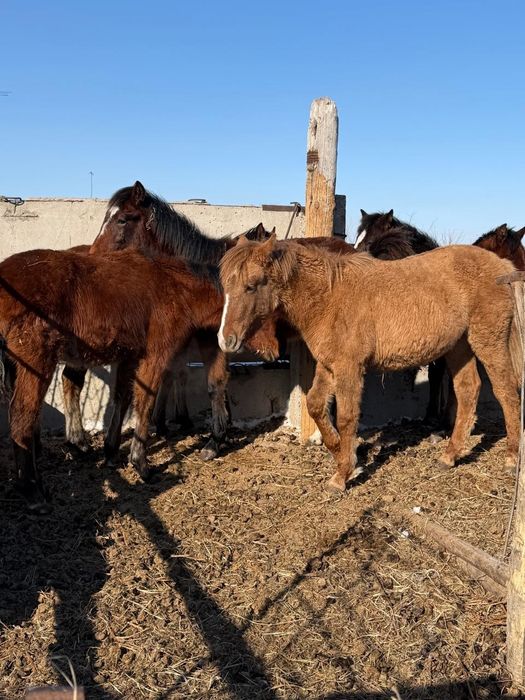 Продам жеребят цена договорная
