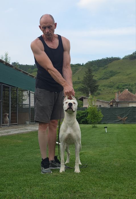 Dog Argentinian/Dogo Argentino