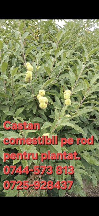 Castan.Nuc.Alun.Paulownia.Trandafir dulceata.Corn.Soc.Prun.Afin.Coacaz