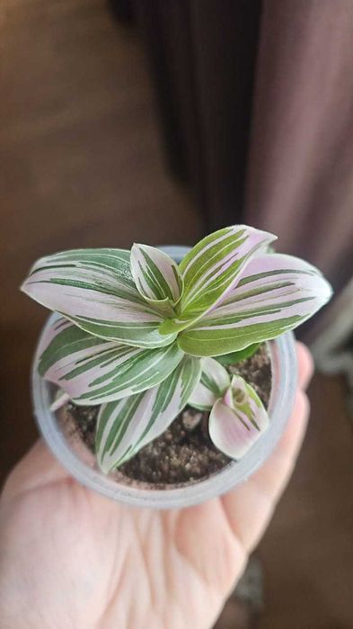 Традесканция продам