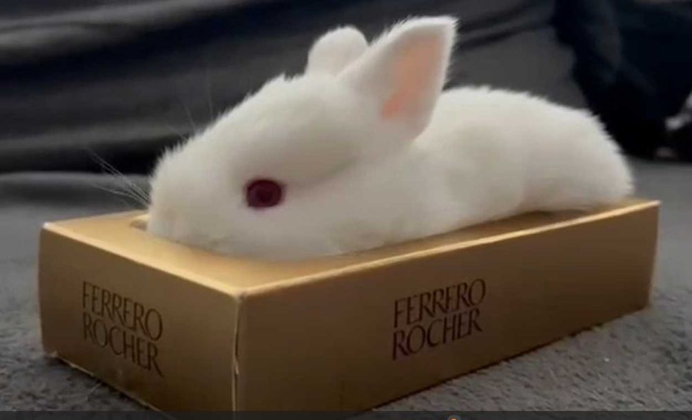 Iepuri hibrizi: neozeelandez alb cu hycole