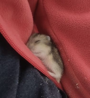 Продаем хомячков