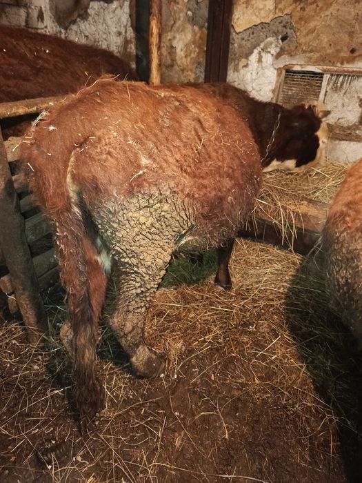 Продам двух стельных коров на выбор