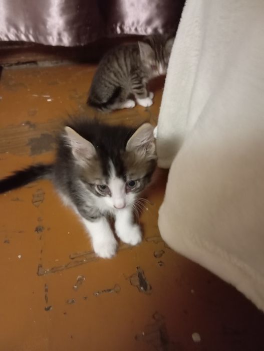 Отдам котят в добрые руки