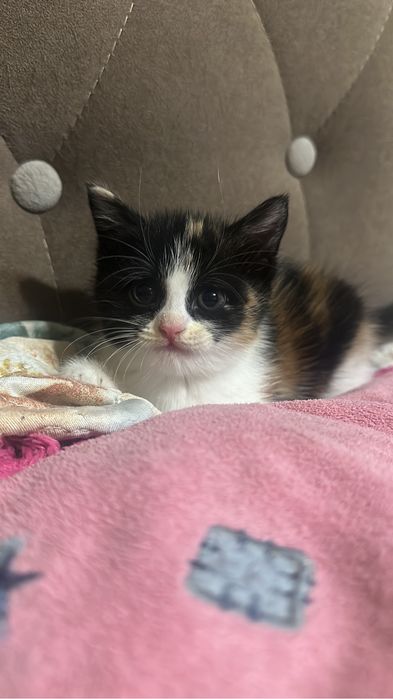 Отдам котенка в добрые руки