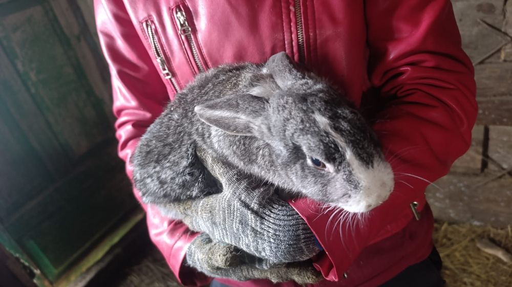 Продам молодых кролих и кролов