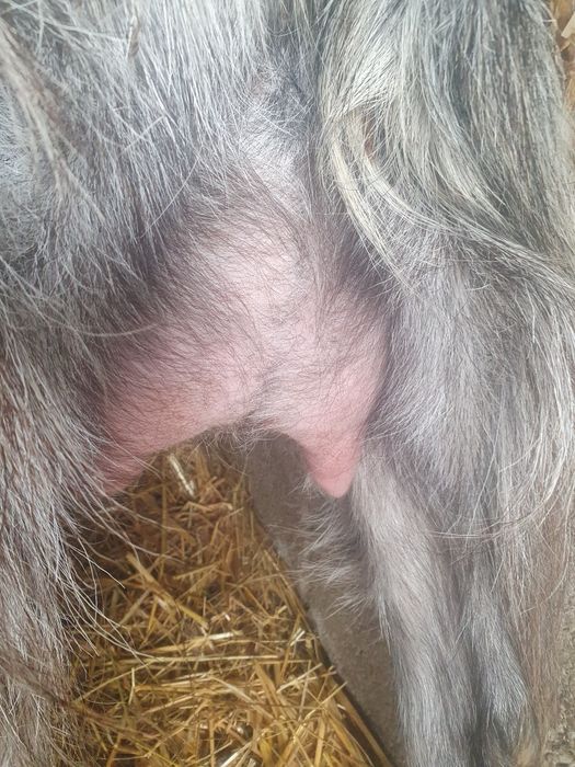 Capra la prima fătare