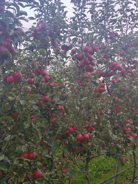 Mere Suc si industrie