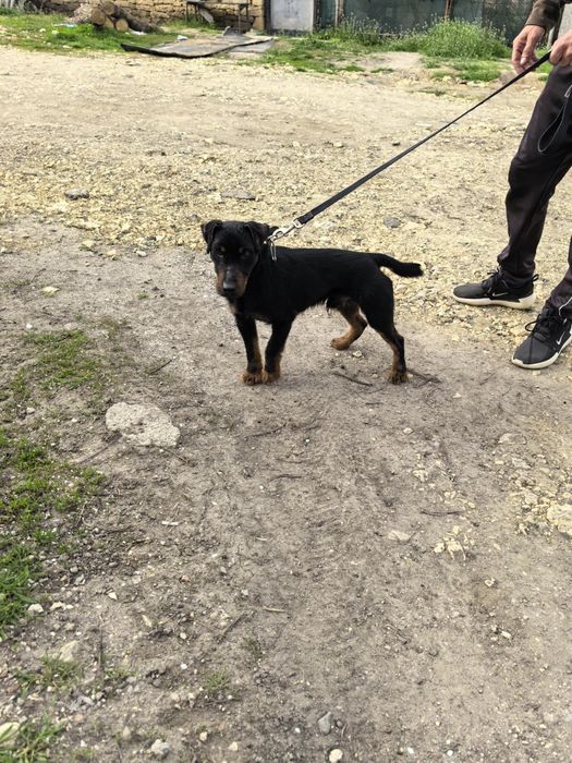 Мъжки Яктериер с  рудословие