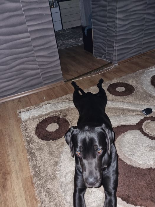 Кане корсо на 1,6 месеца