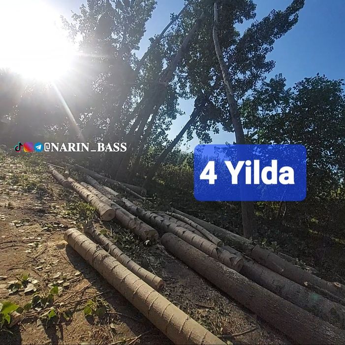 Калифорния БЫСТРО ХОД Терак Кучатлари ва Каламчалари