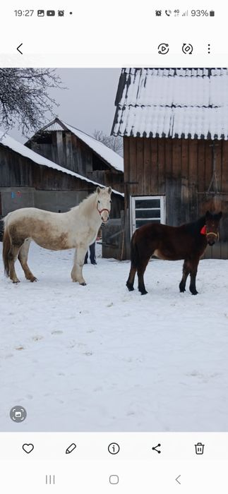 Vând mânză cuminte vârstă șase luni