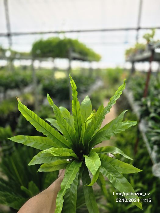 Hona gullari Комнатные растения