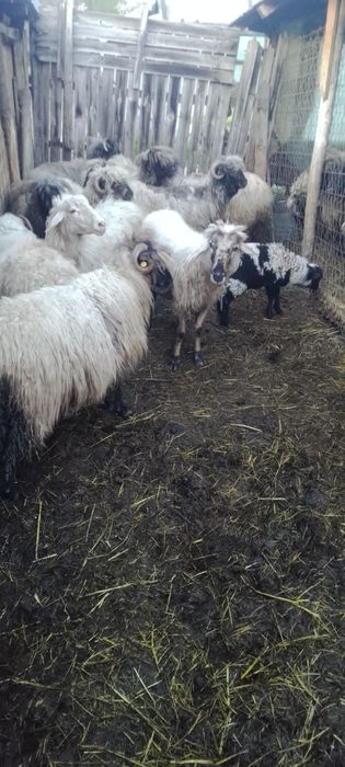 Oi de vânzare  de lapte