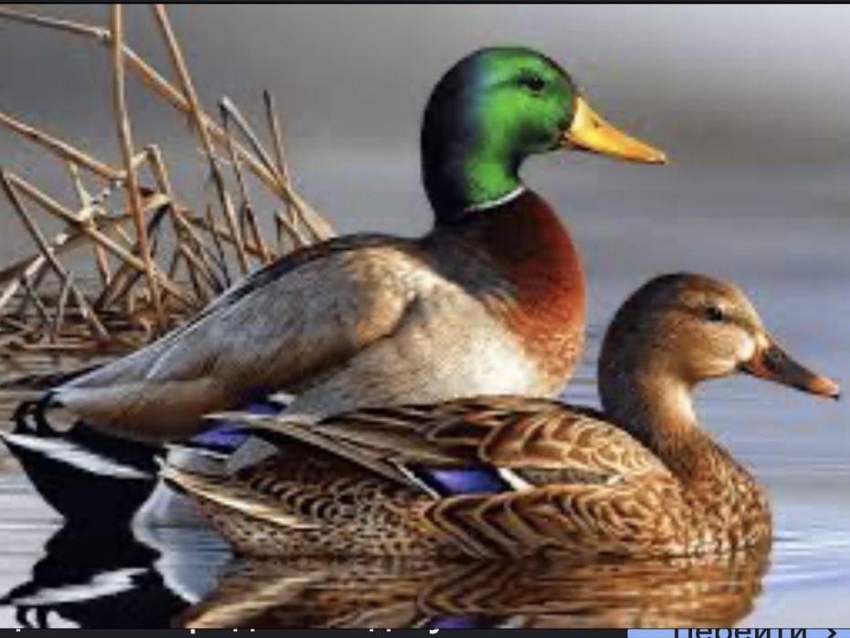 Pekinskiy, agidel, goluboy favorit ordaklar sotiladi