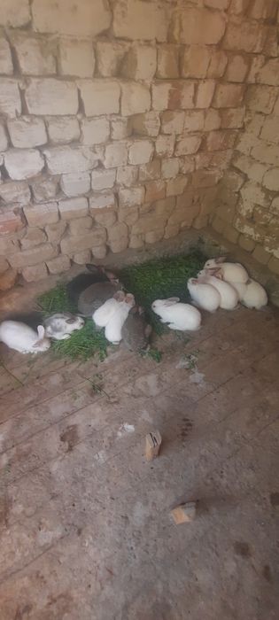Коян 2 ай болған