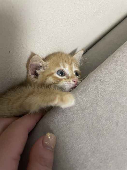 Срочно отдам котенка девочка 2 мес