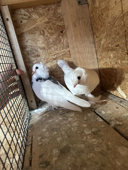 Două perechi scosi din pagi . Porumbeii au inceput sa manance singurei .