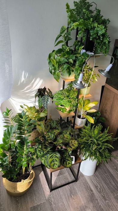 Продам коллекцию комнатных растений