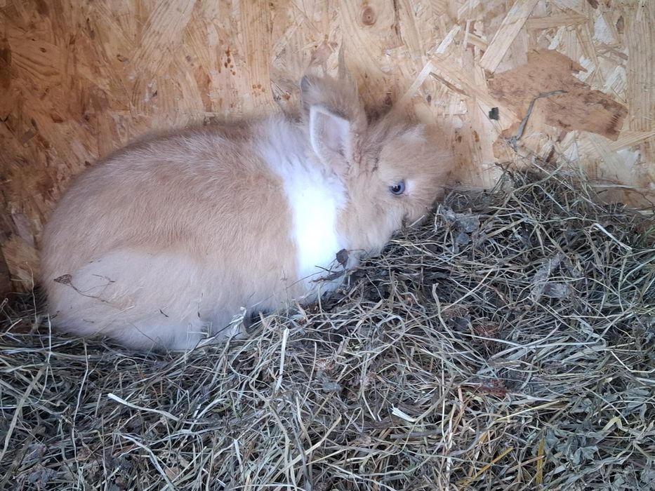 Iepure pufos pitic baiat