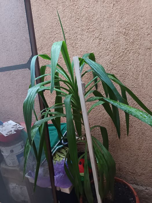 Plante de apartament