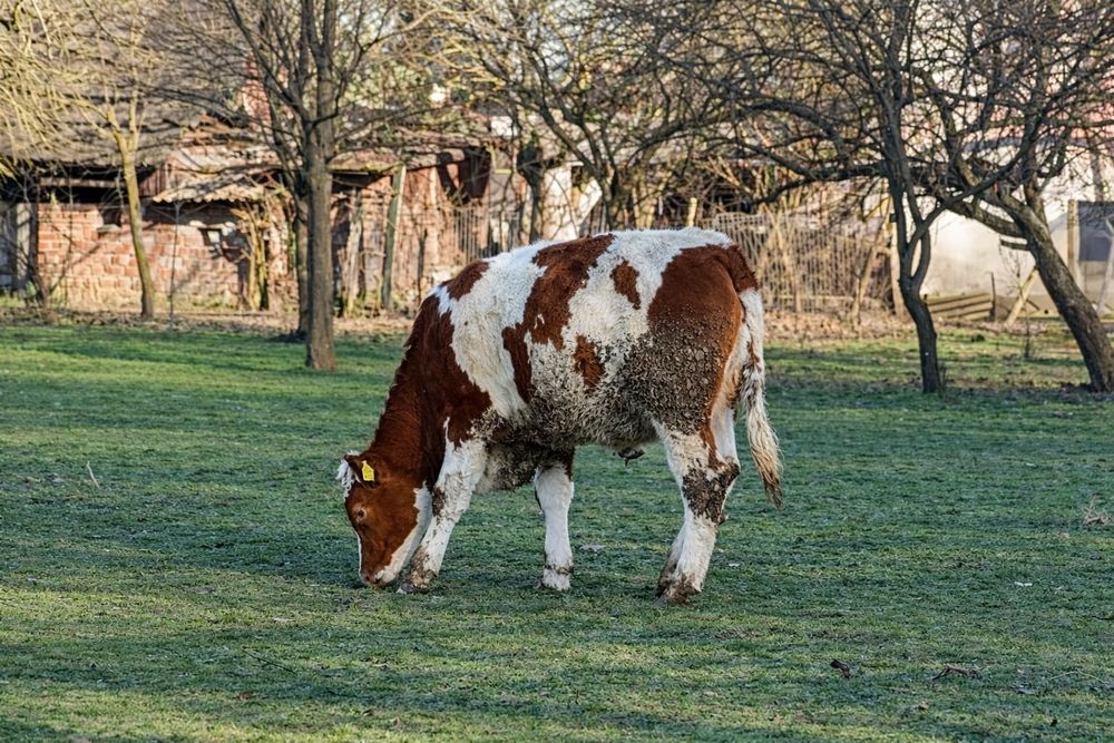 Vitea băltată românească