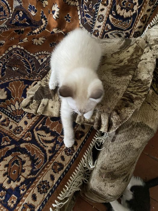Отдам котят в хорошие руки
