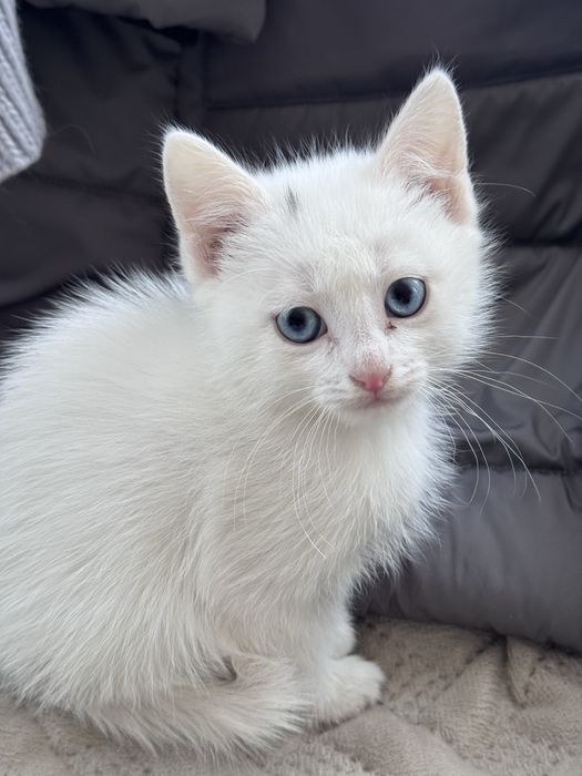 Отдам котят в добрый руки