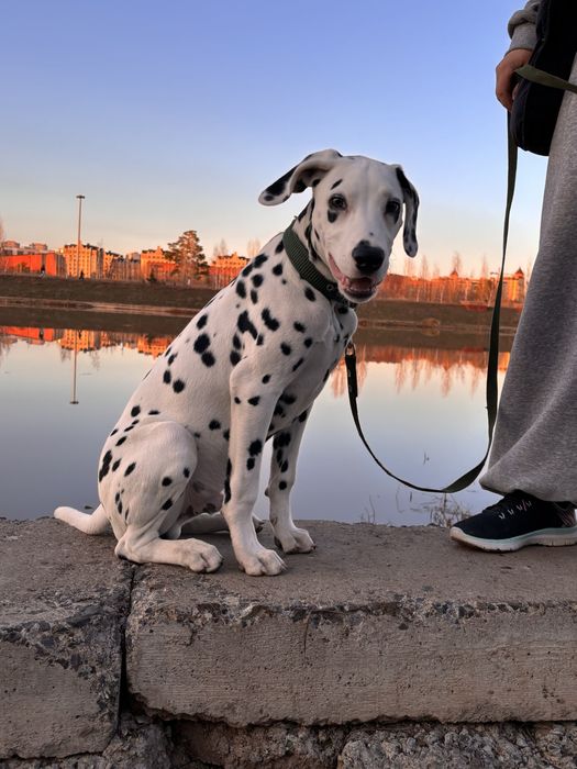 Отдам в добрый руки Далматина