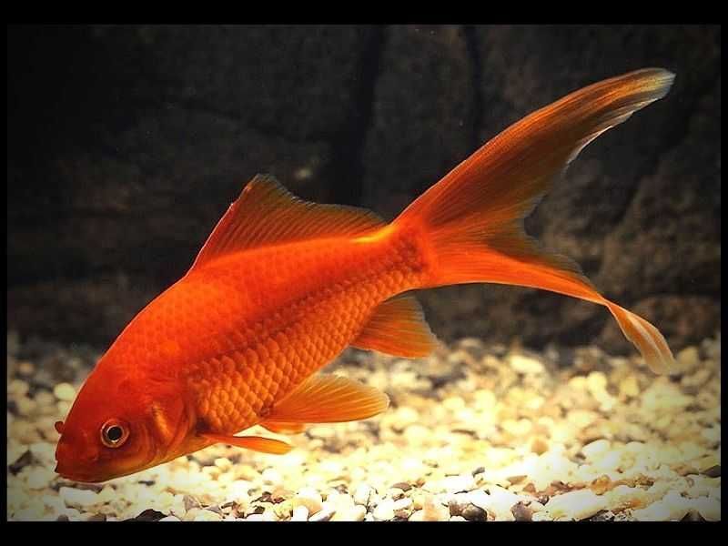 Аквариумные рыбки в Аква-Зоо Салоне "Посейдон" !!!