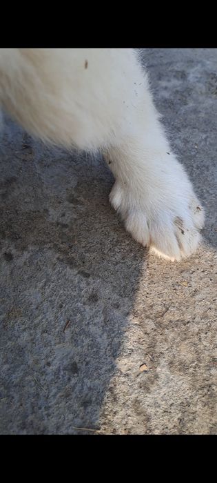 Сабака еркек кушык