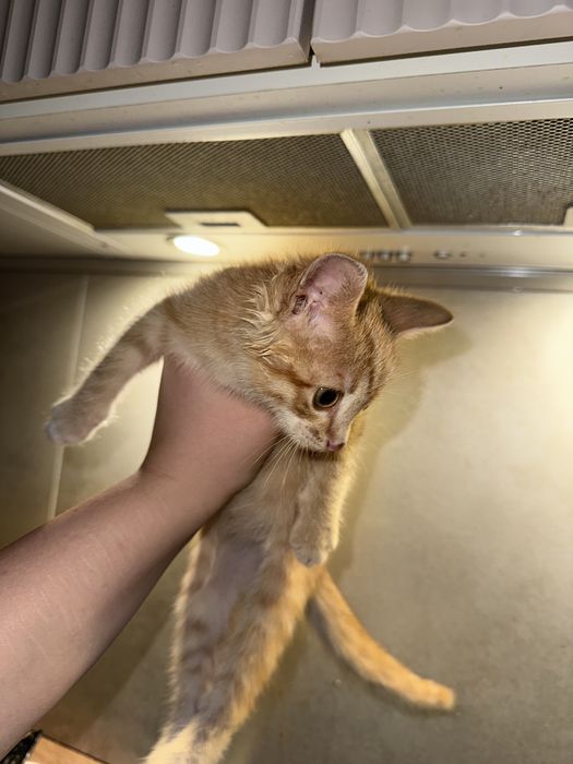 Котенок ищет домик